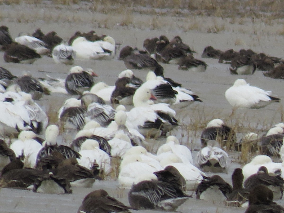 Snow Goose - ML631661008