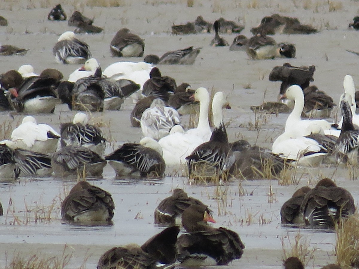 Snow Goose - ML631661009