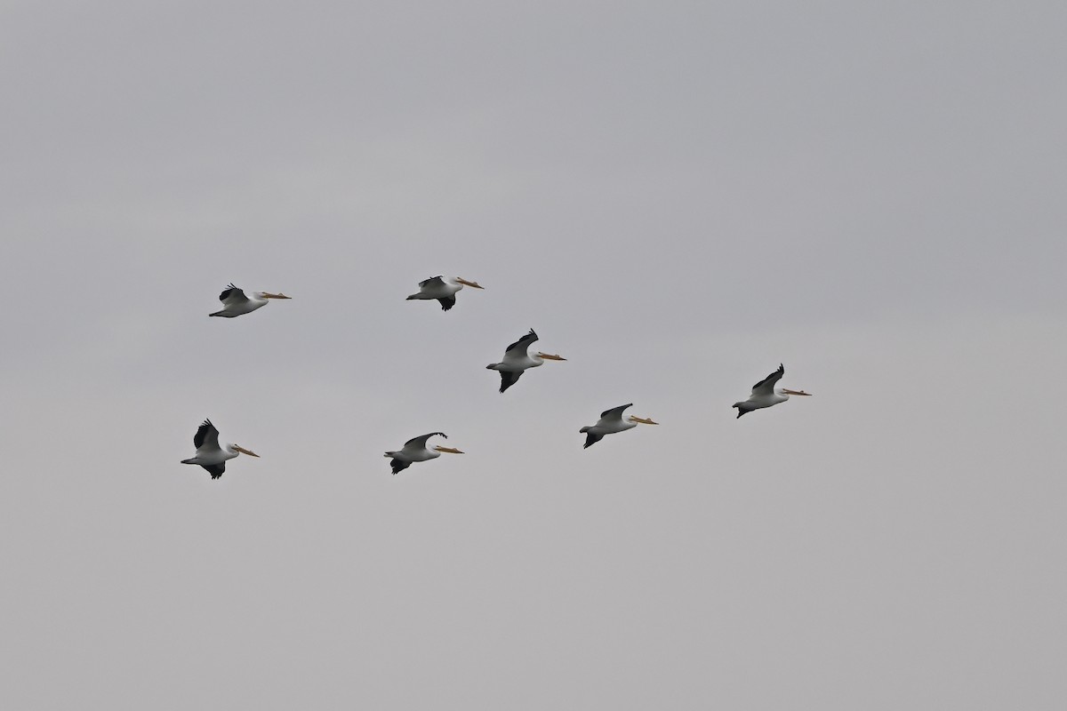 American White Pelican - ML631661014