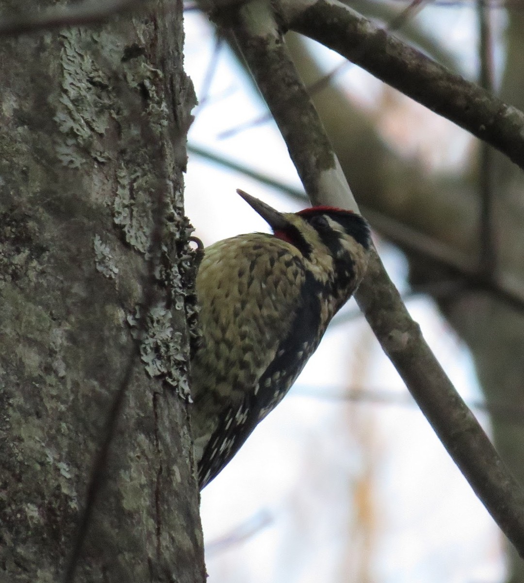 Yellow-bellied Sapsucker - ML631661040