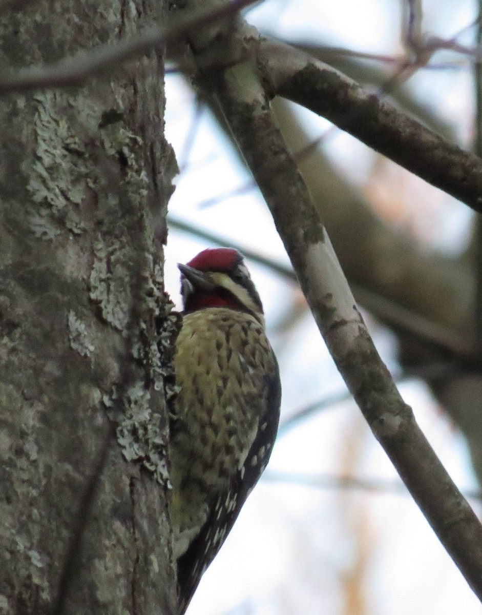 Yellow-bellied Sapsucker - ML631661041