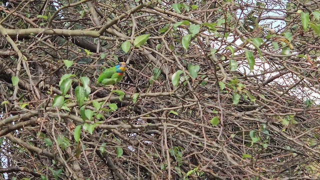 Taiwan Barbet - ML631661104