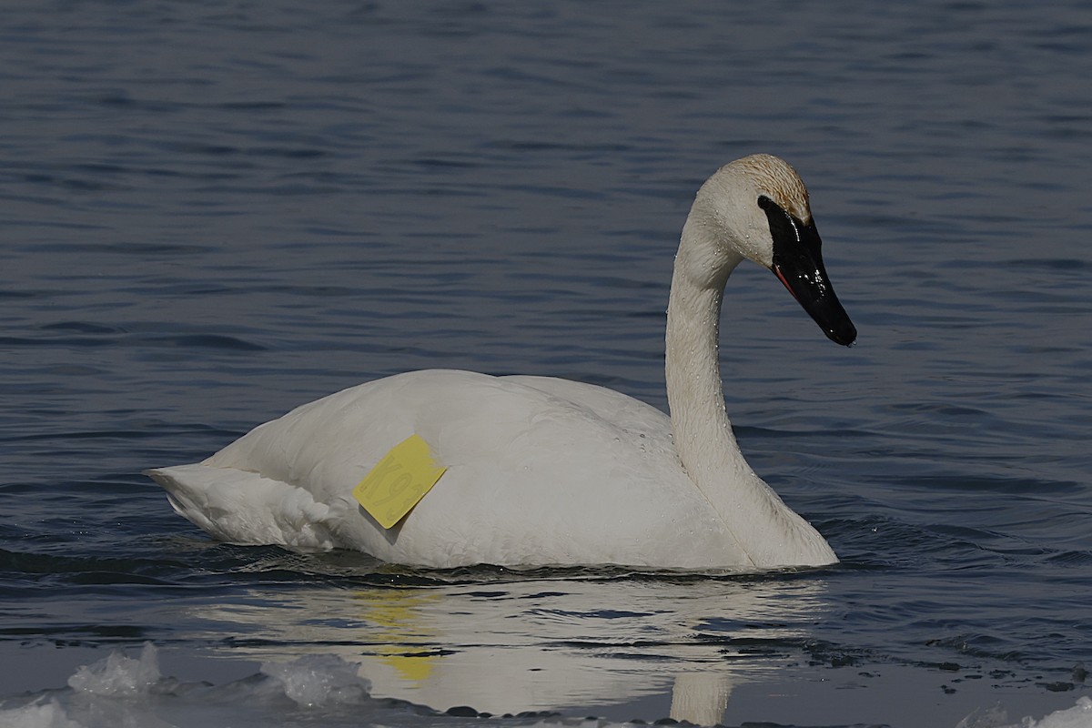Trumpeter Swan - Charlie Kaars