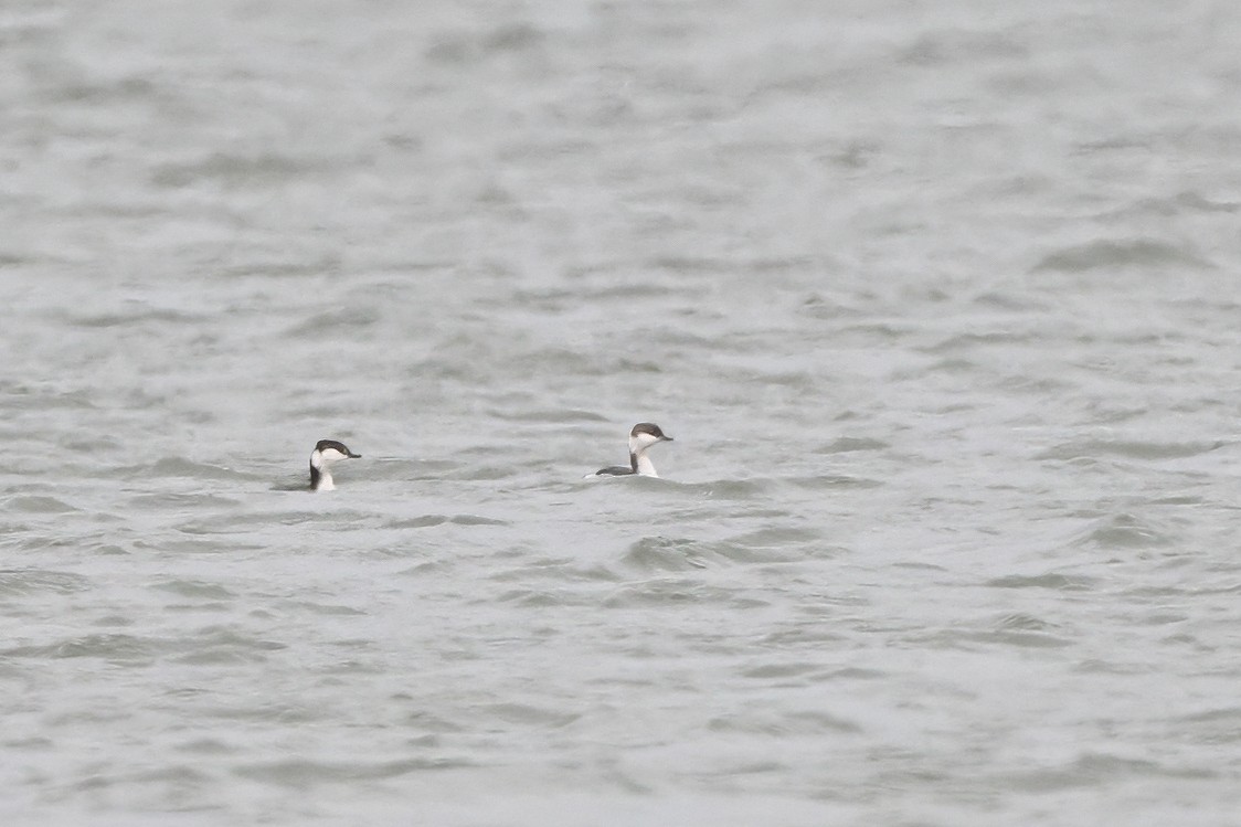 Horned Grebe - ML631661181