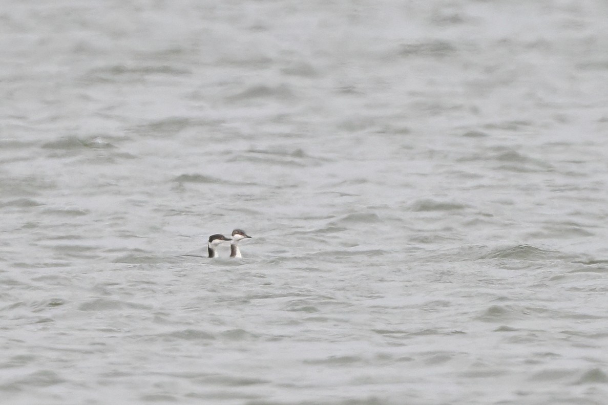 Horned Grebe - ML631661182