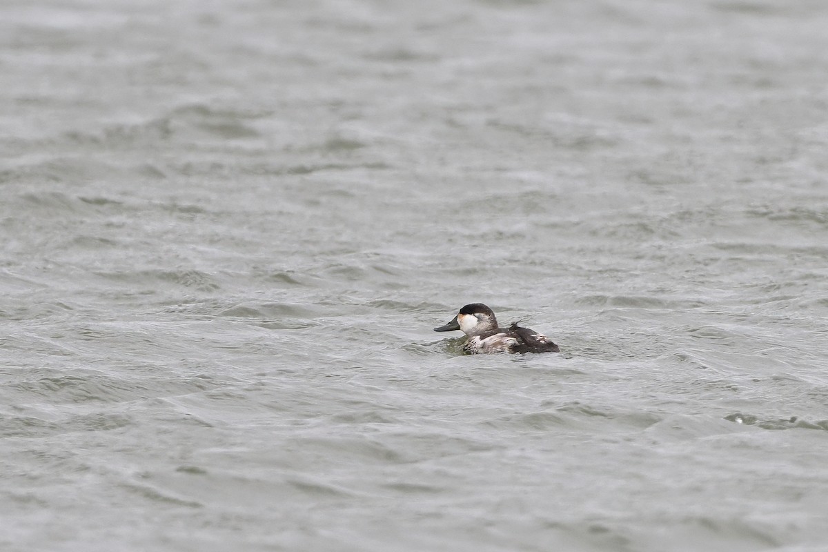 Ruddy Duck - ML631661191