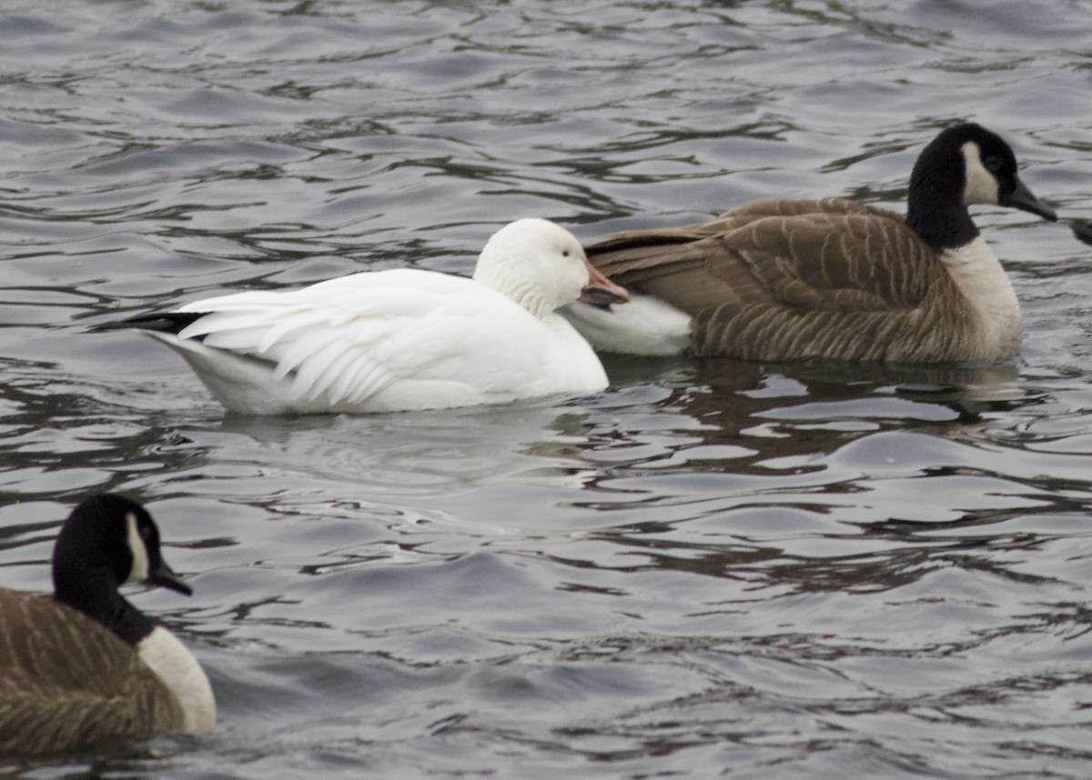 Snow Goose - ML631661220