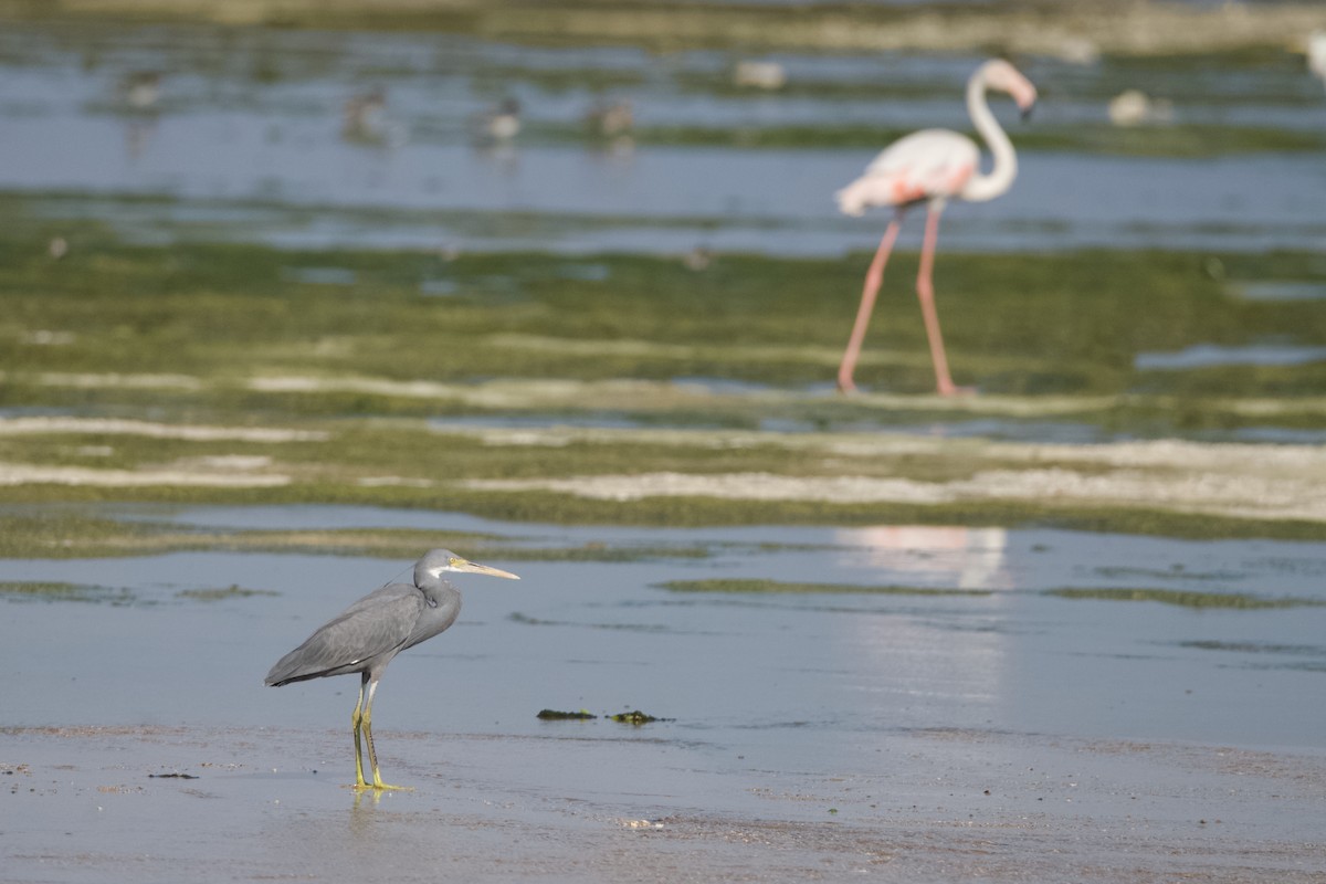 Western Reef-Heron - ML631661267