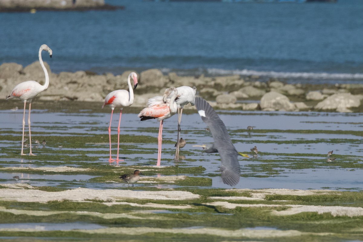 Western Reef-Heron - ML631661268