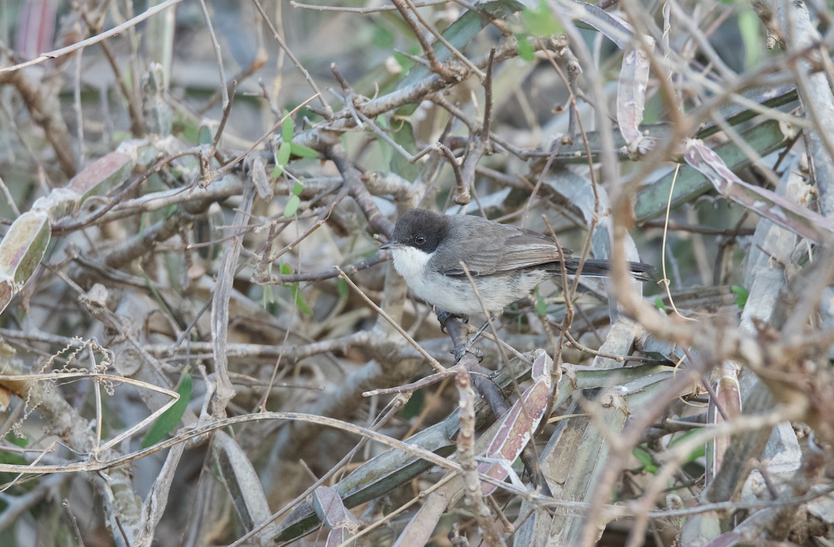 Arabian Warbler - ML631661406