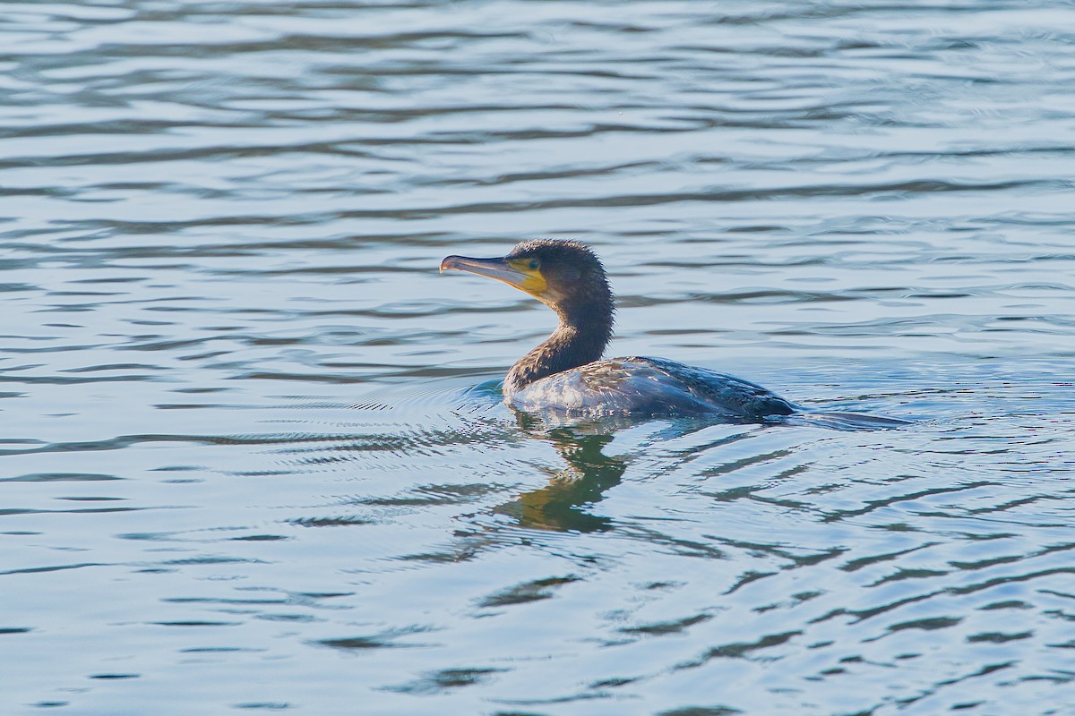 Great Cormorant - ML631661467