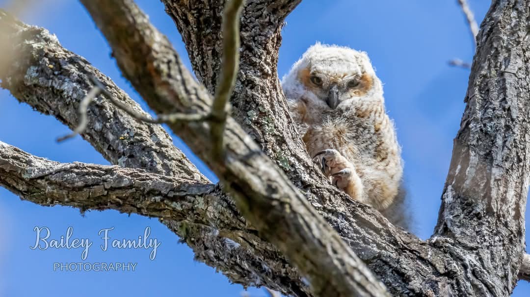 Great Horned Owl - ML631661527