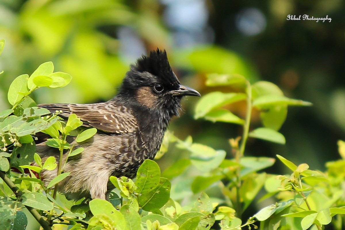Red-vented Bulbul - ML631661745