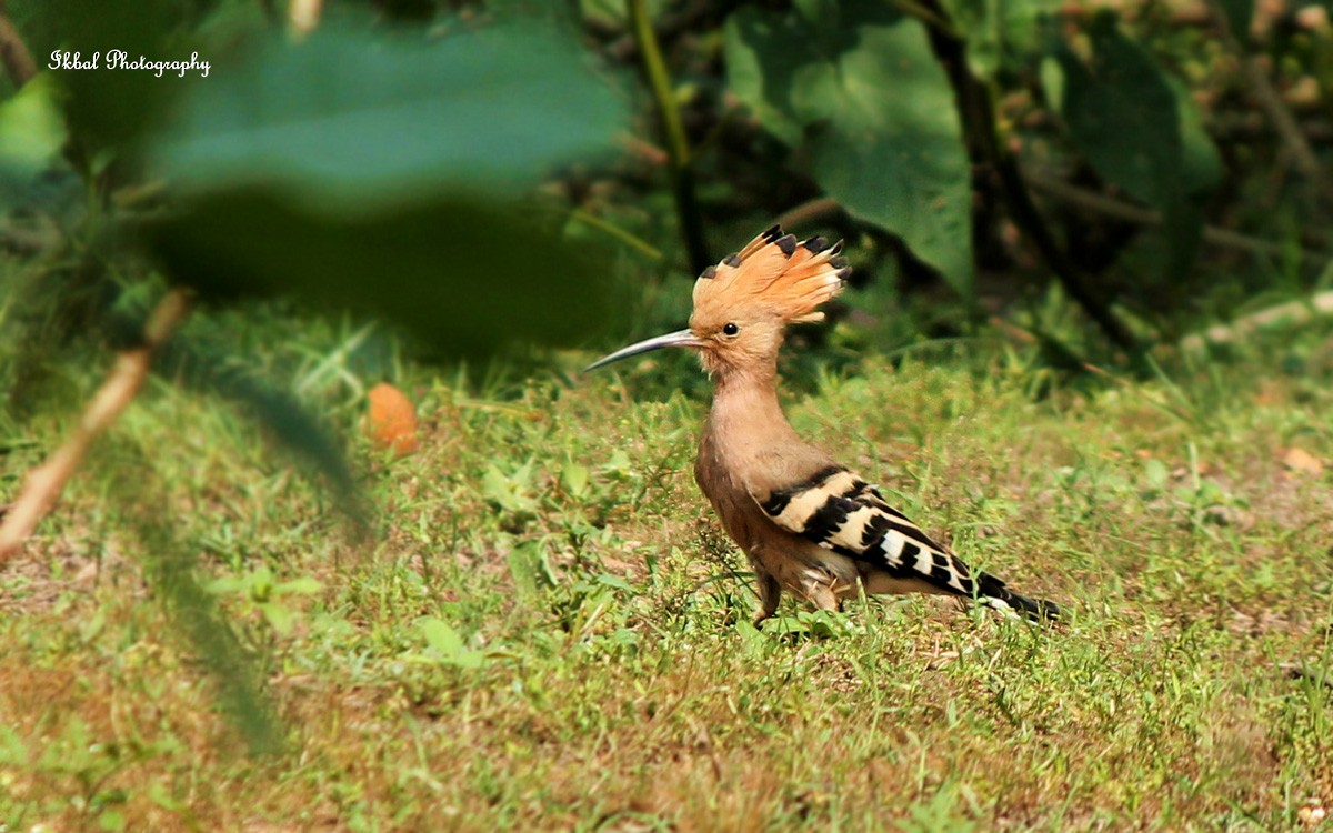 Common Hoopoe - ML631661772