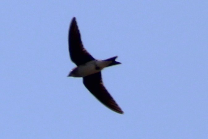 Hirondelle du Sinaloa - ML631661915