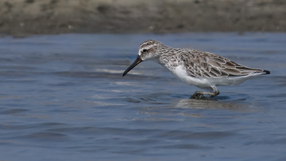 寬嘴鷸 - ML631661993