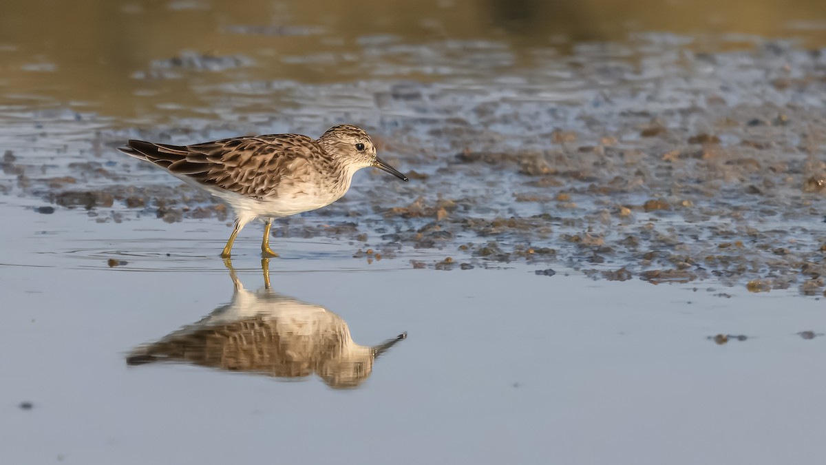 長趾濱鷸 - ML631662020