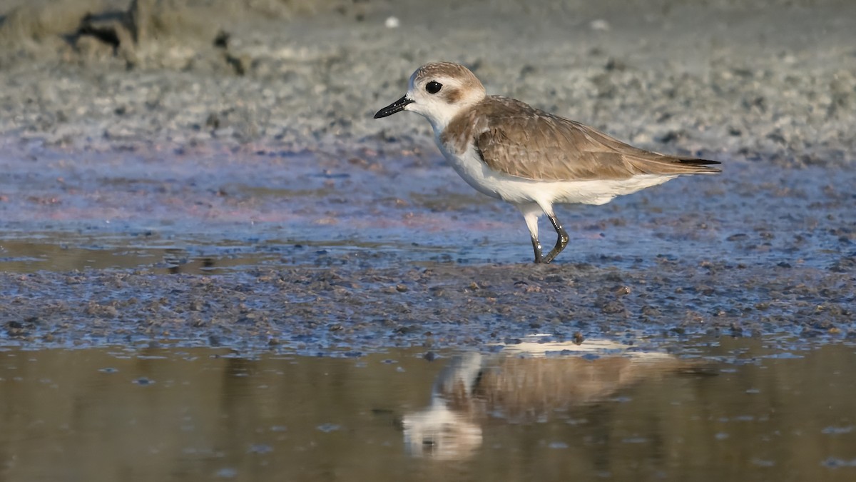 青藏鴴 - ML631662030