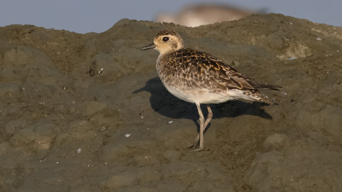 太平洋金斑鴴 - ML631662034