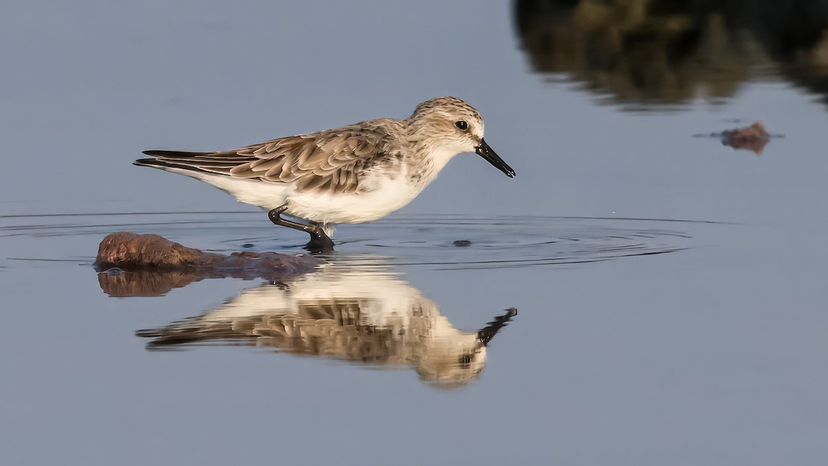 紅胸濱鷸 - ML631662053