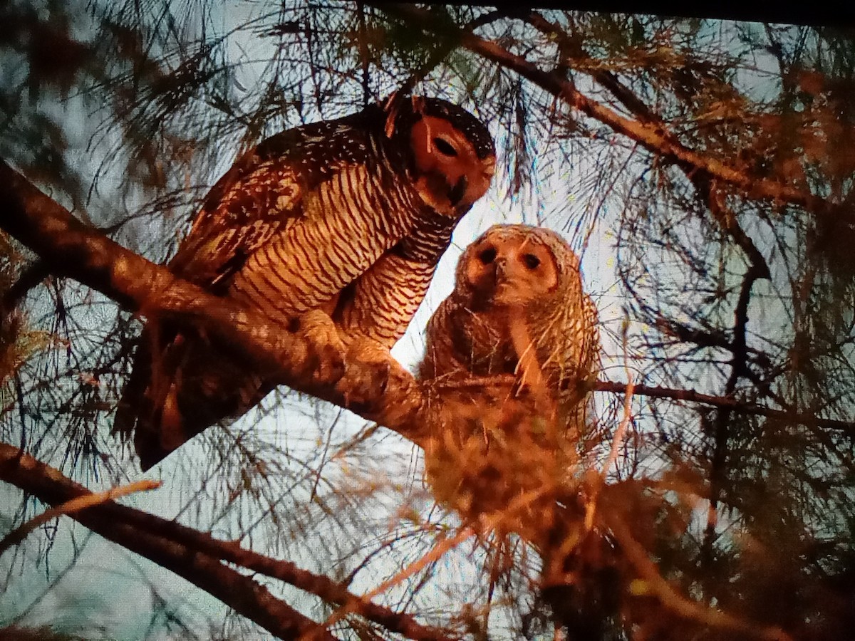 Spotted Wood-Owl - ML631662062