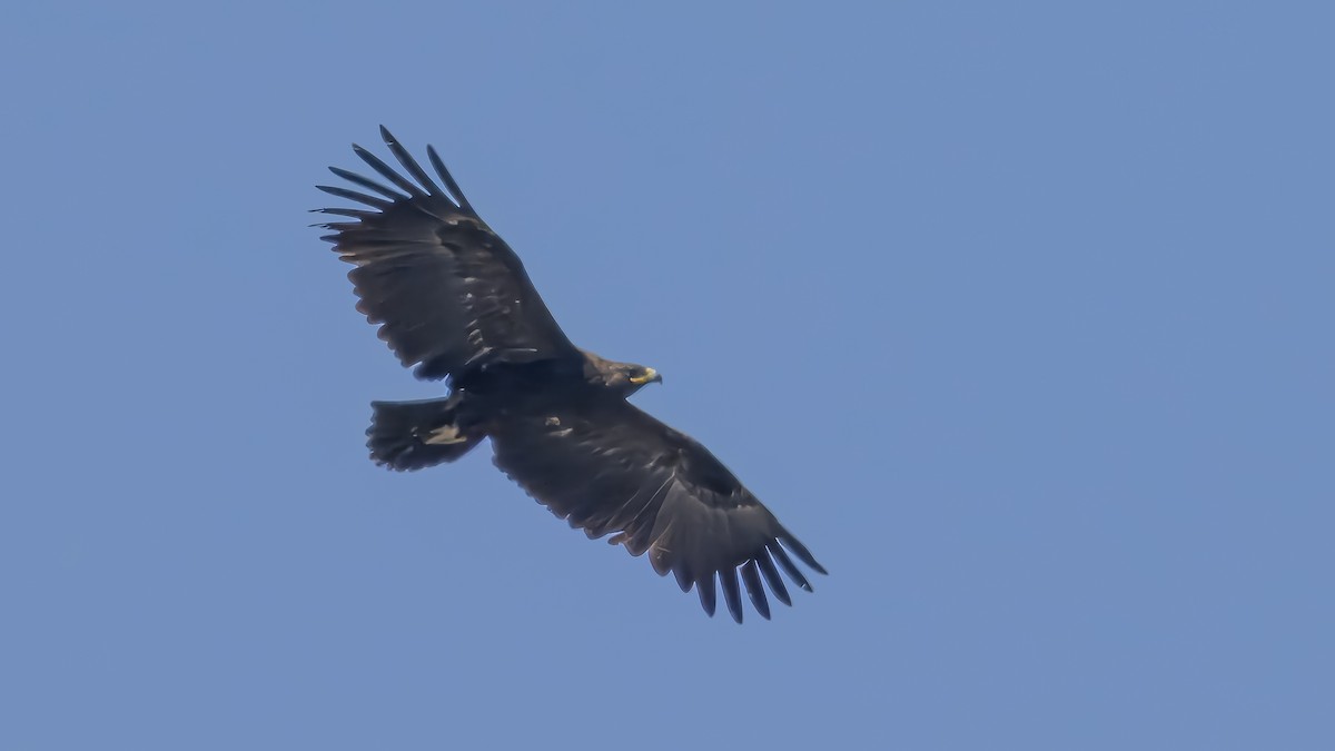 花鵰 - ML631662106