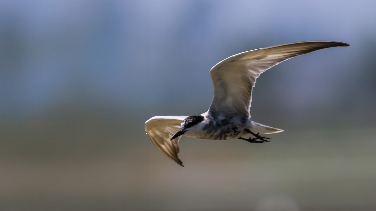 黑腹燕鷗 - ML631662116