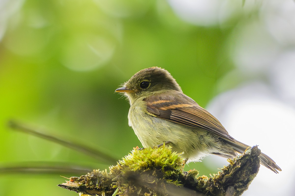 Roraiman Flycatcher - ML631662156