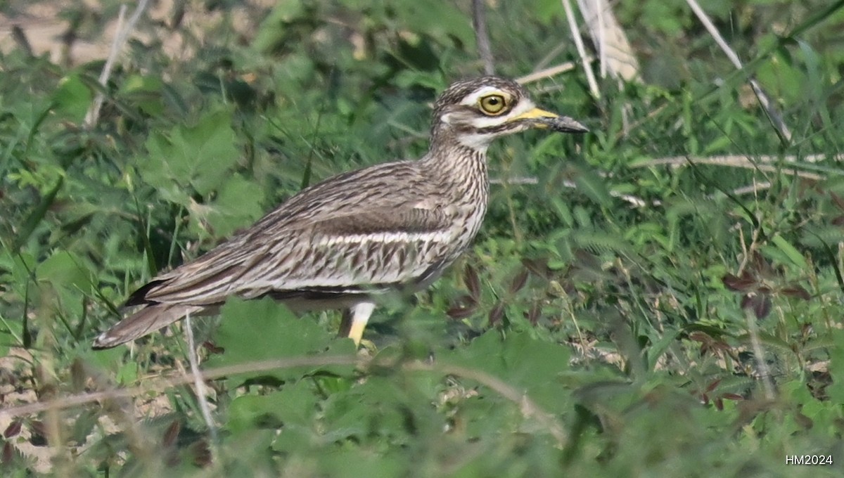Indian Thick-knee - ML631662167