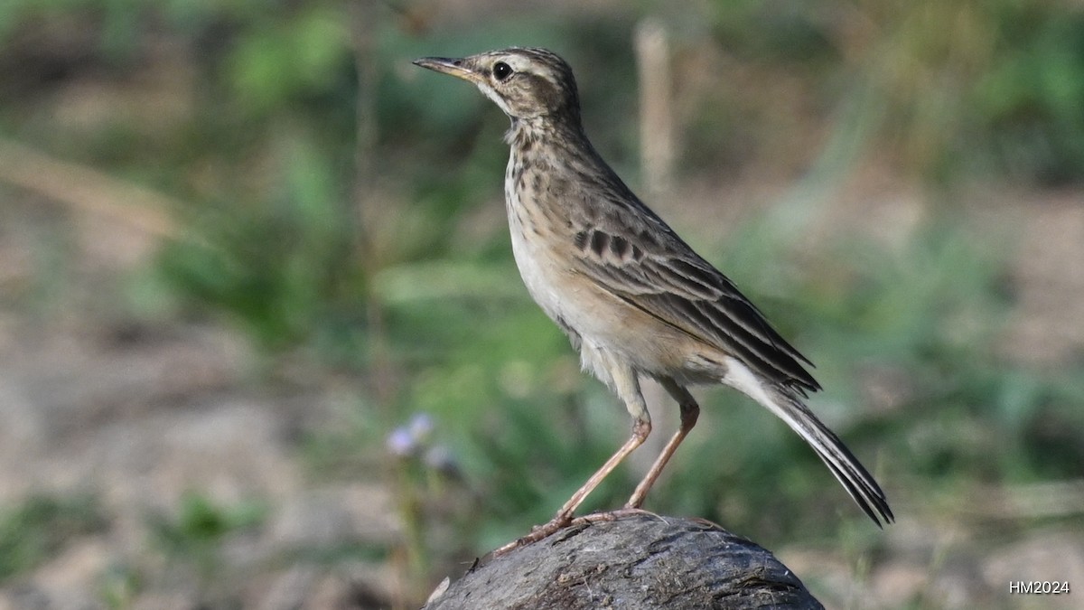 稻田鷚 - ML631662175