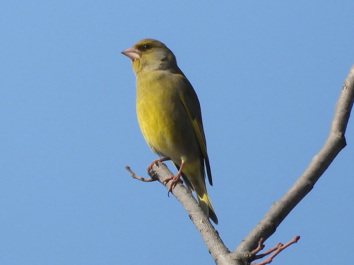 European Greenfinch - ML631662180