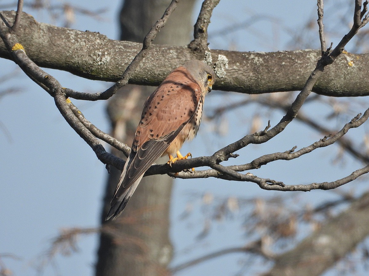 Eurasian Kestrel - ML631662188