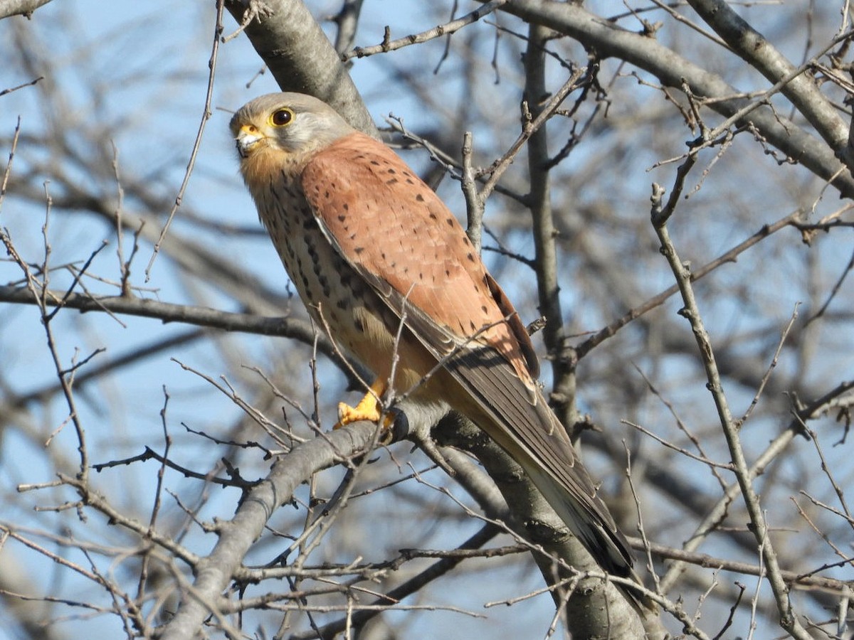 Eurasian Kestrel - ML631662191