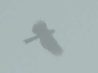 Semicollared Hawk - ML631662405