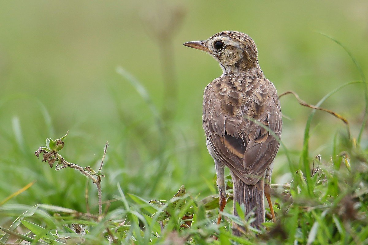 Paddyfield Pipit - ML631662747