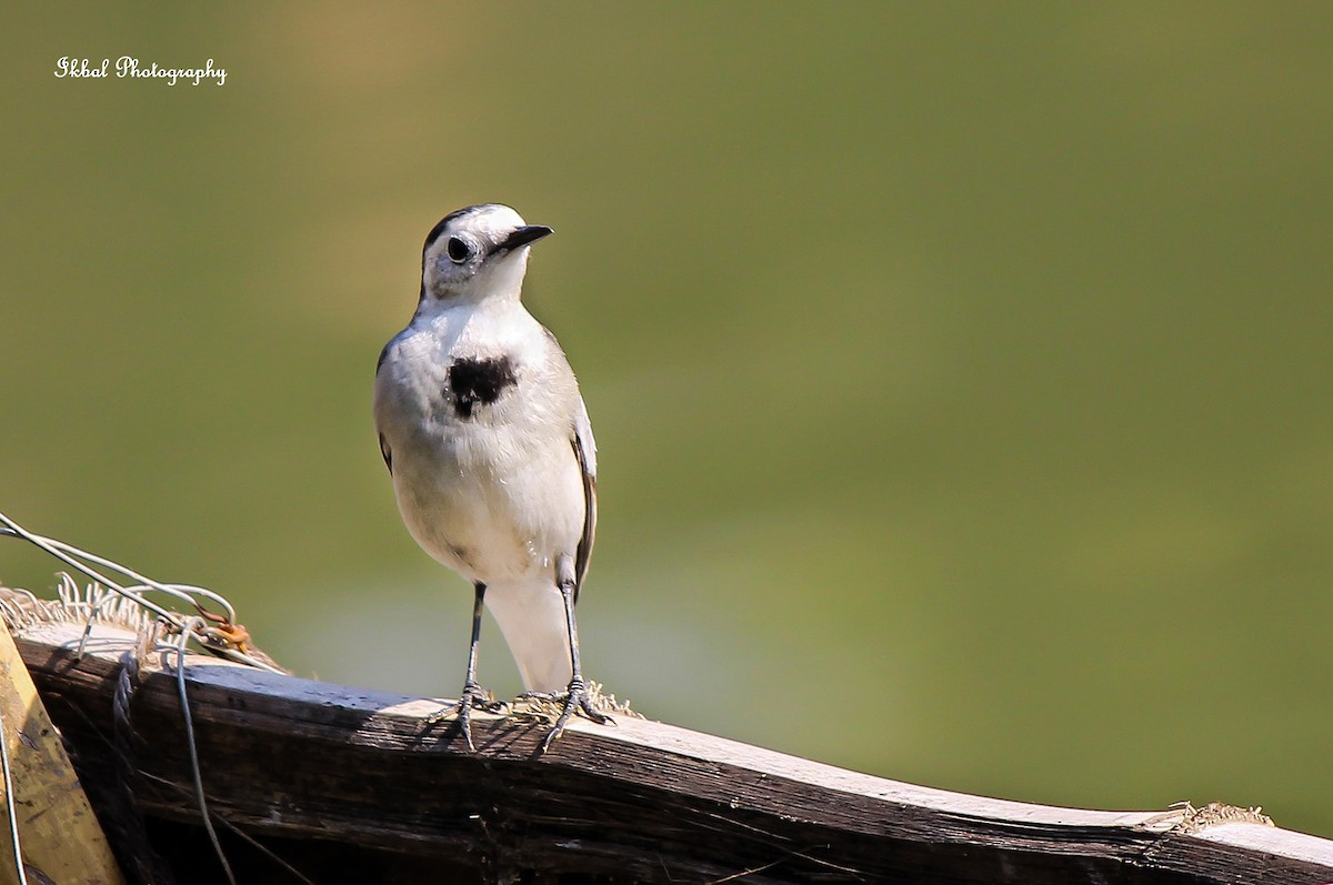 White Wagtail - ML631662788