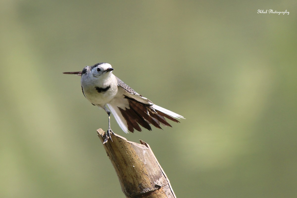 White Wagtail - ML631662789