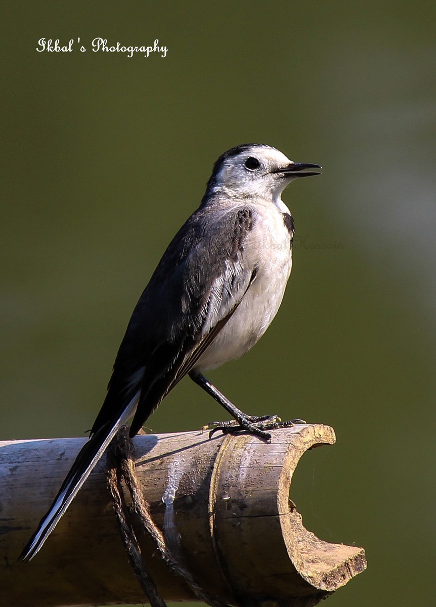 White Wagtail - ML631662790