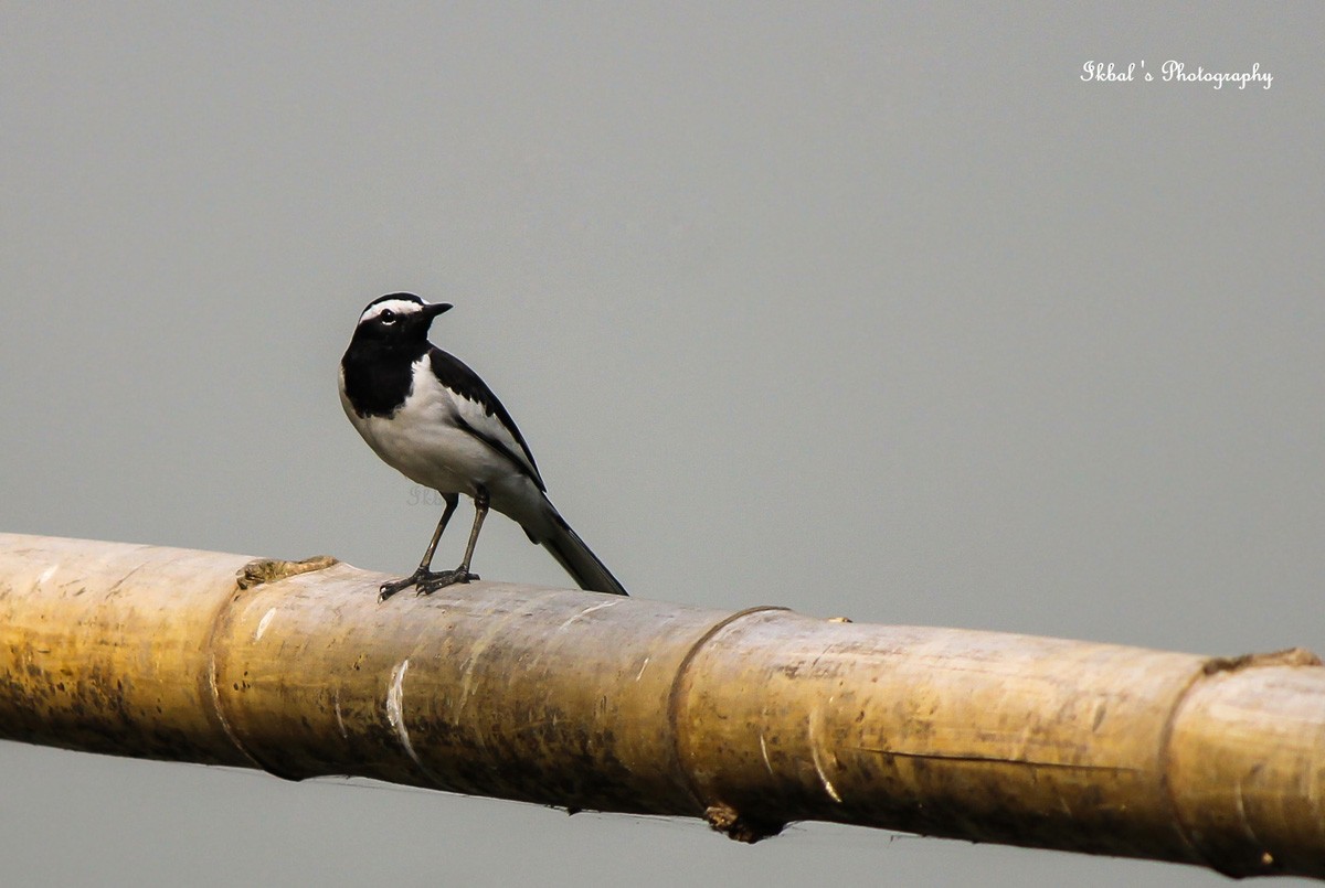 White-browed Wagtail - ML631662800