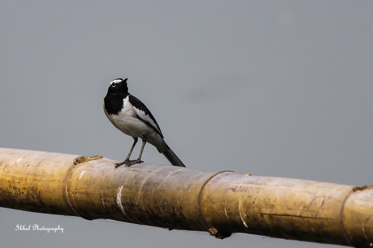 White-browed Wagtail - ML631662801