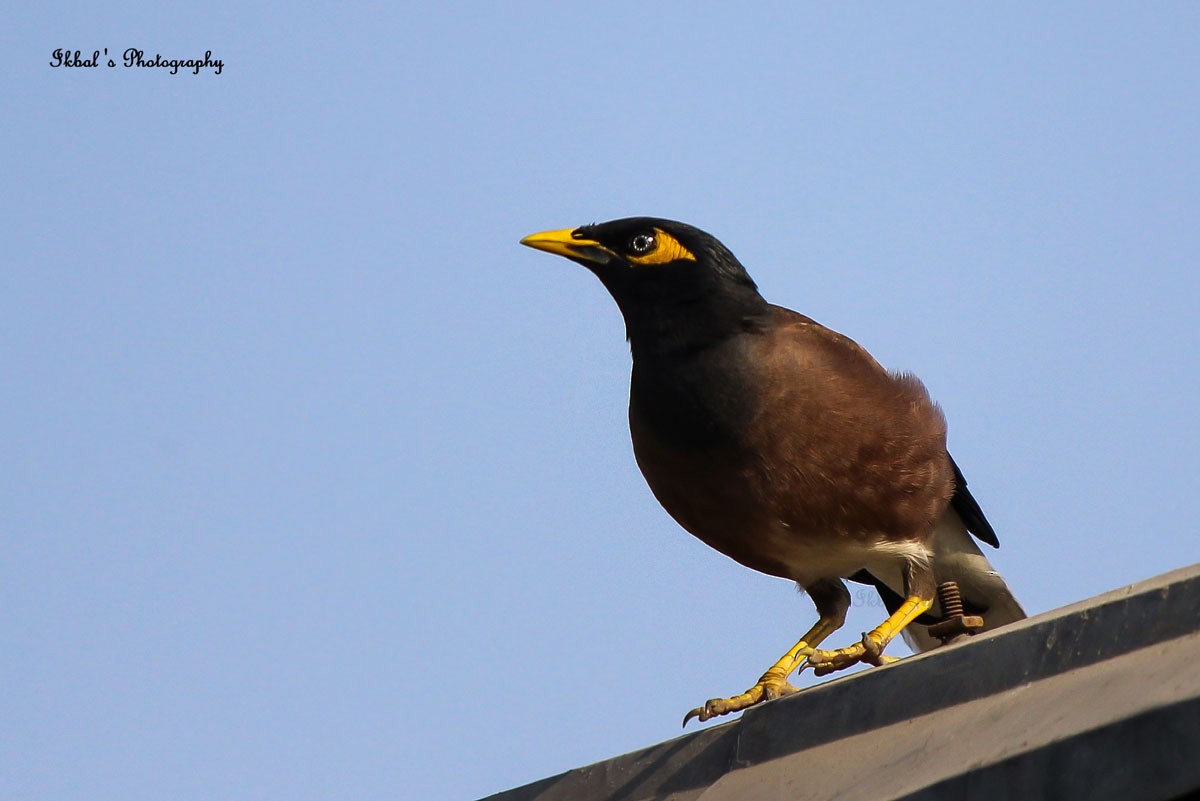 Common Myna - ML631662849