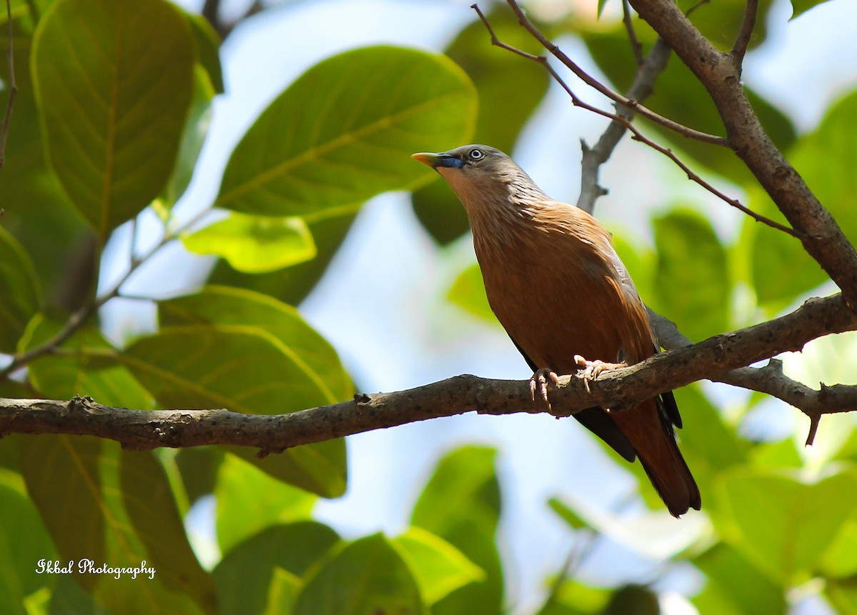 Chestnut-tailed Starling - ML631662886