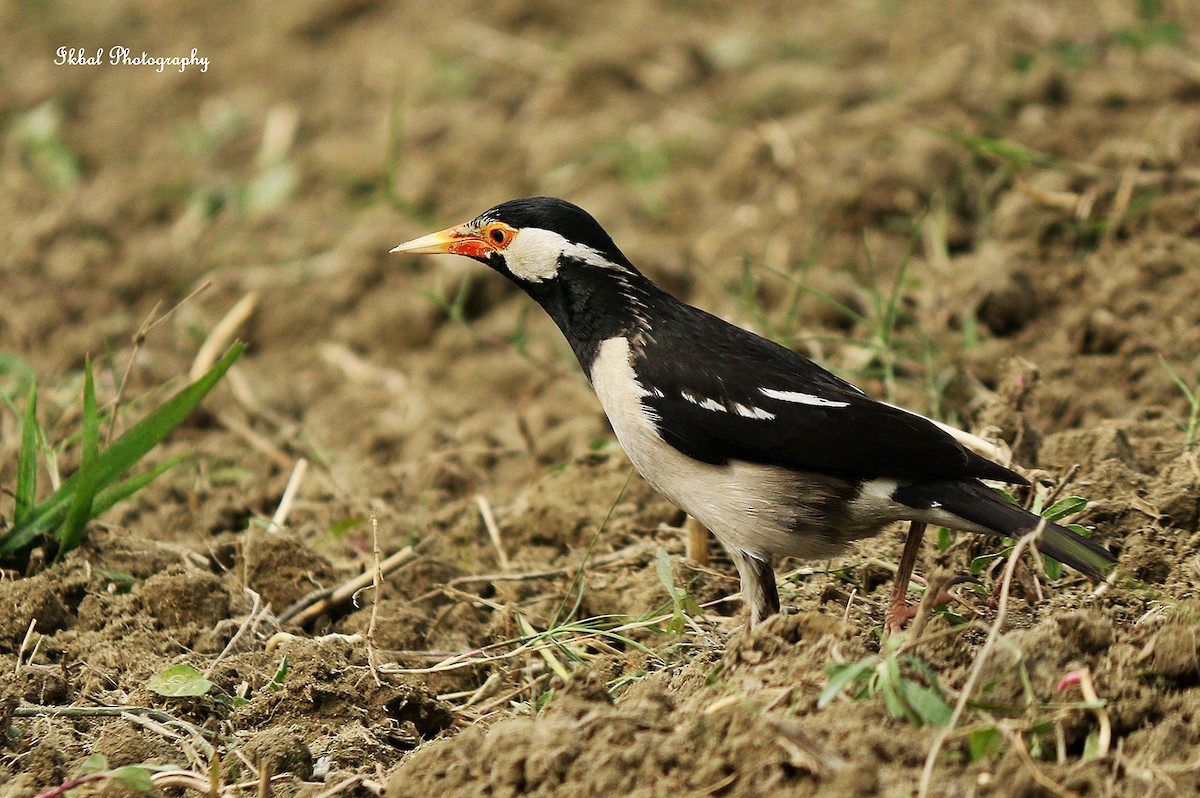 Indian Pied Starling - ML631662897