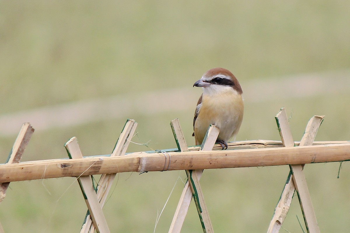 Brown Shrike - ML631662914