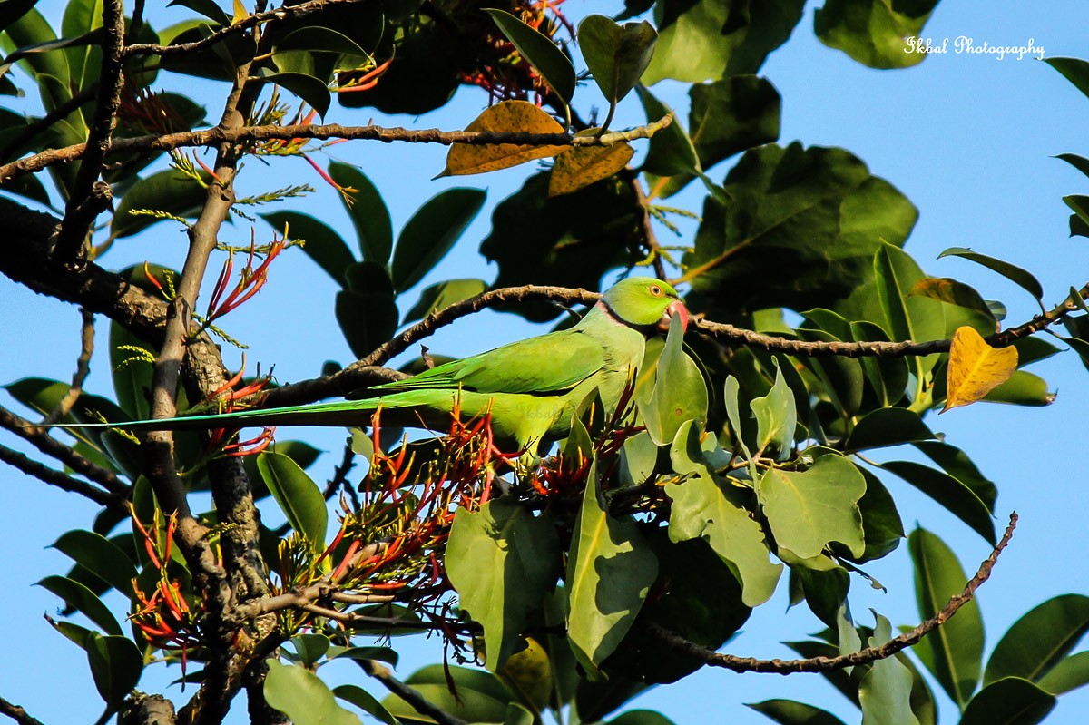 Rose-ringed Parakeet - ML631662927