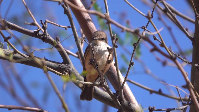 Vermilion Flycatcher - ML631663022
