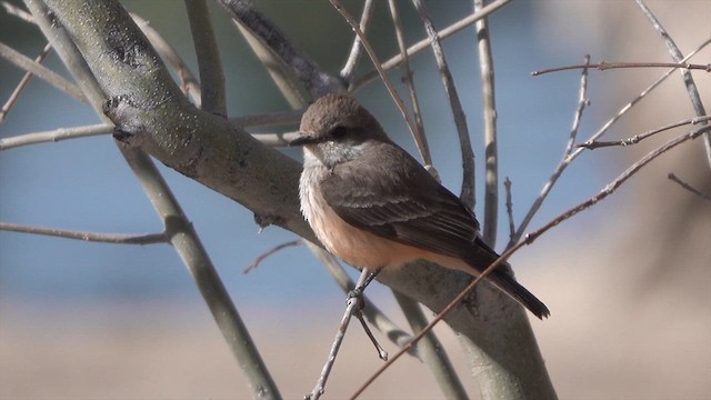 Vermilion Flycatcher - ML631663037