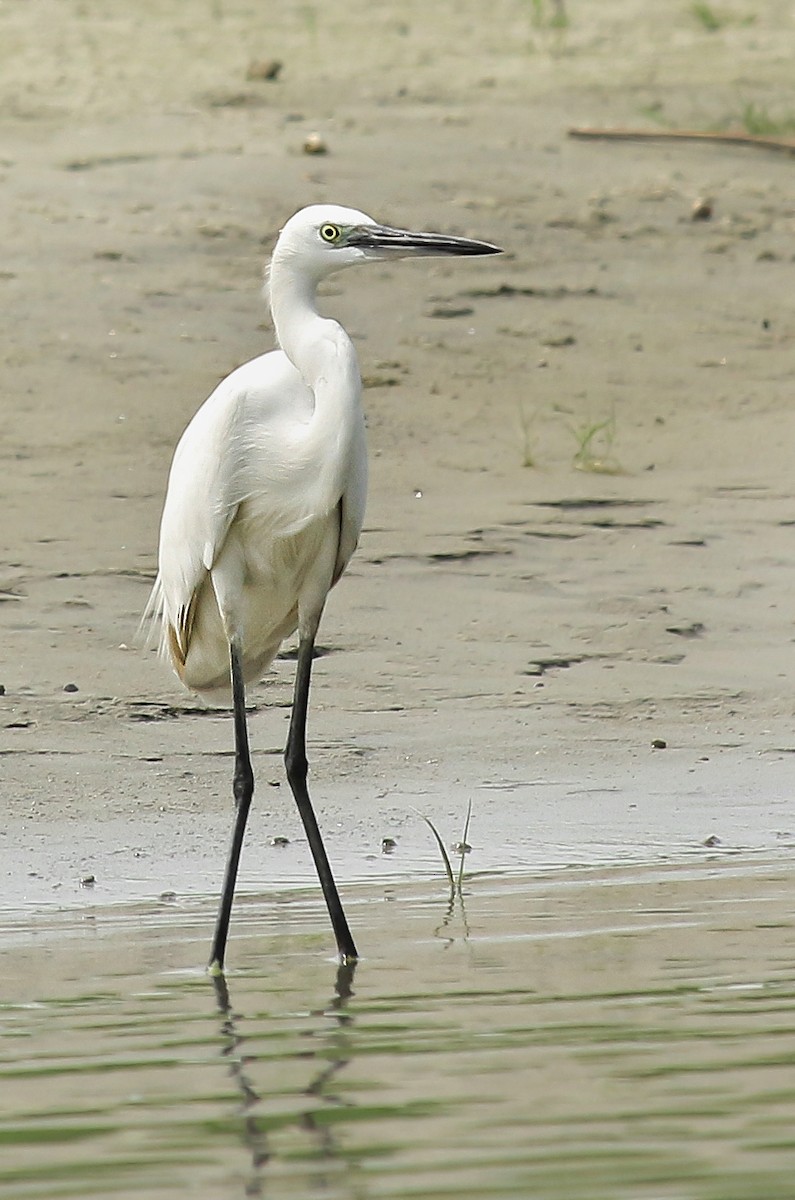 Little Egret - ML631663271