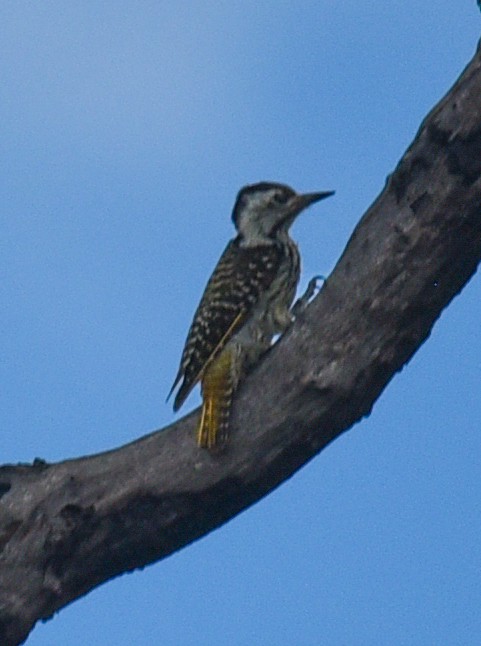 kardinalspett - ML631663289