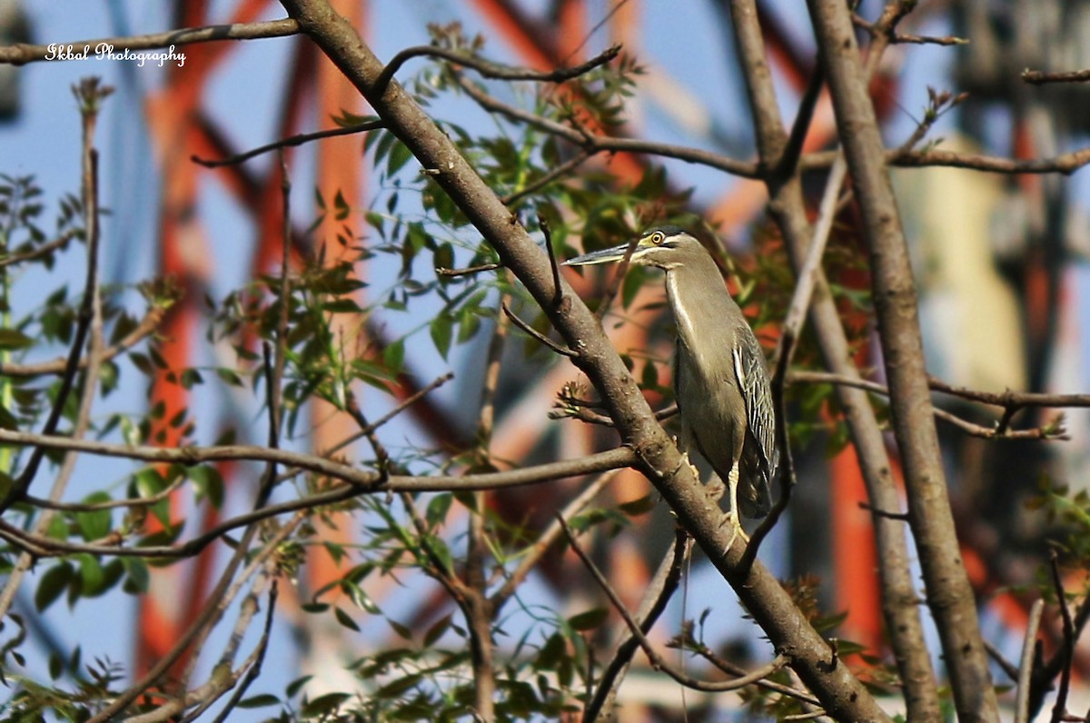 Little Heron - ML631663305